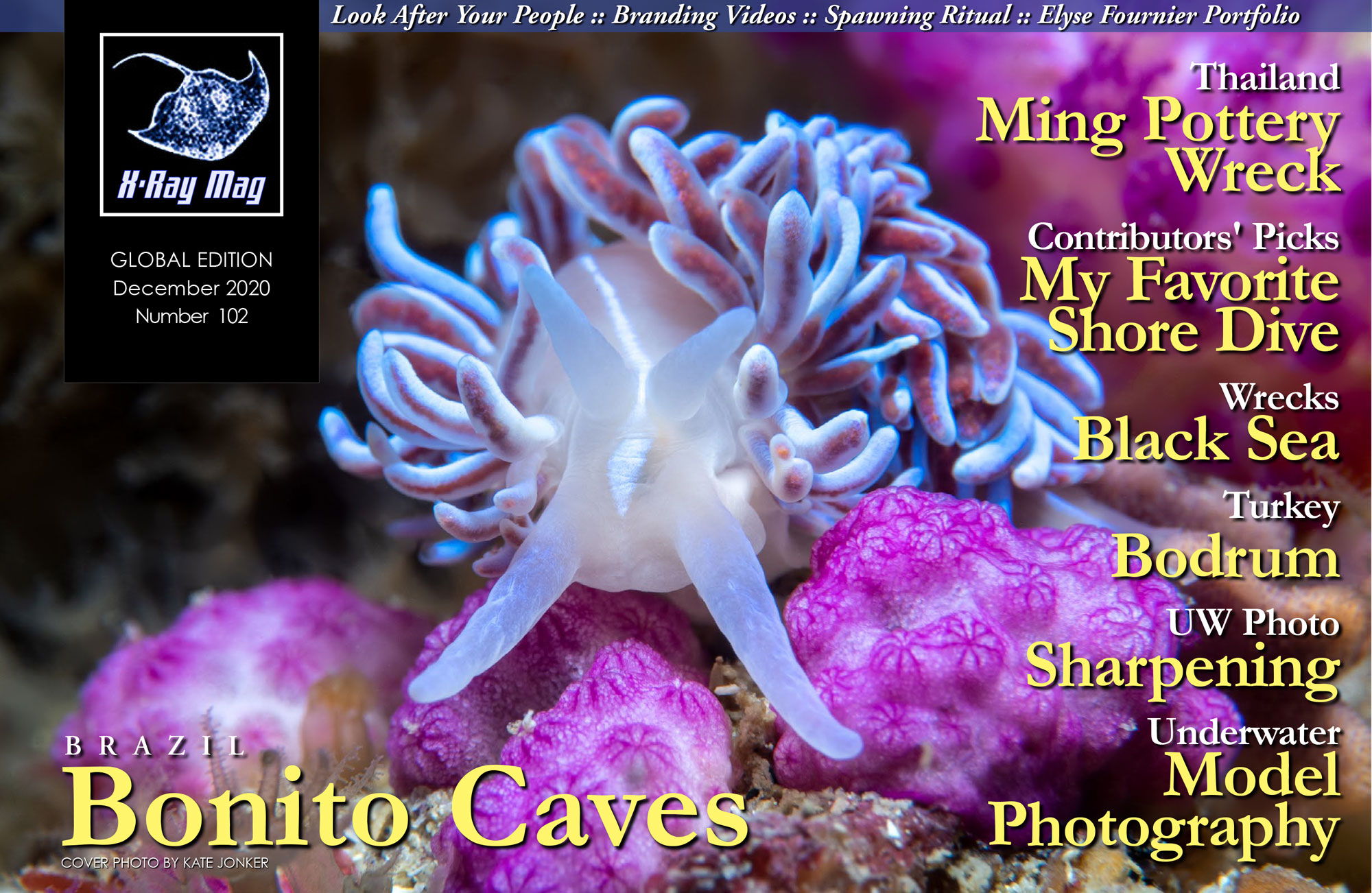 Cover image by Kate Jonker | Coral nudibranch (Phyllodesmium horridum), Coral Gardens, Rooi Els, Cape Town, South Africa