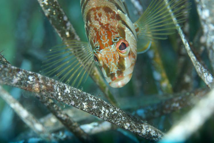 Seagrass meadows constitute important habitats for many species.  In this case a painted comber takes shelter among the leaves