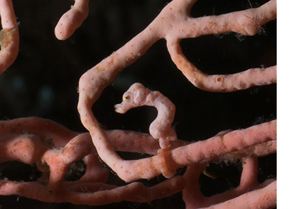 Pygmy seahorse, Triton Bay, Indonesia. Photo by Claudia Weber-Gebert