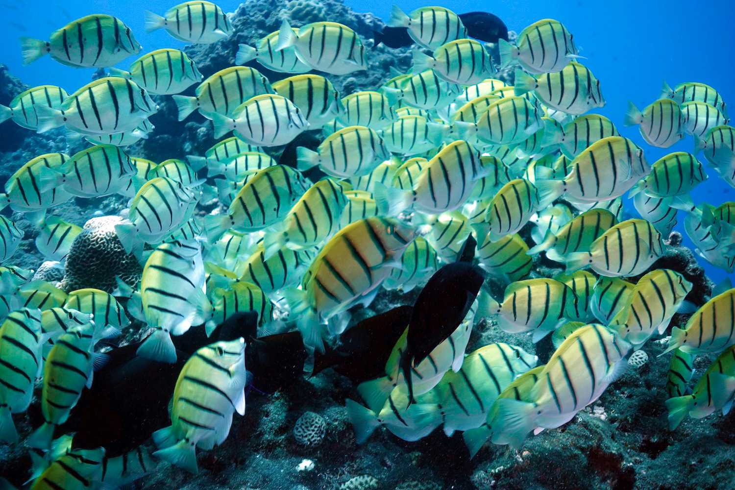 School of convict tang (Acanthurus triostegus) at Cap La Houssaye