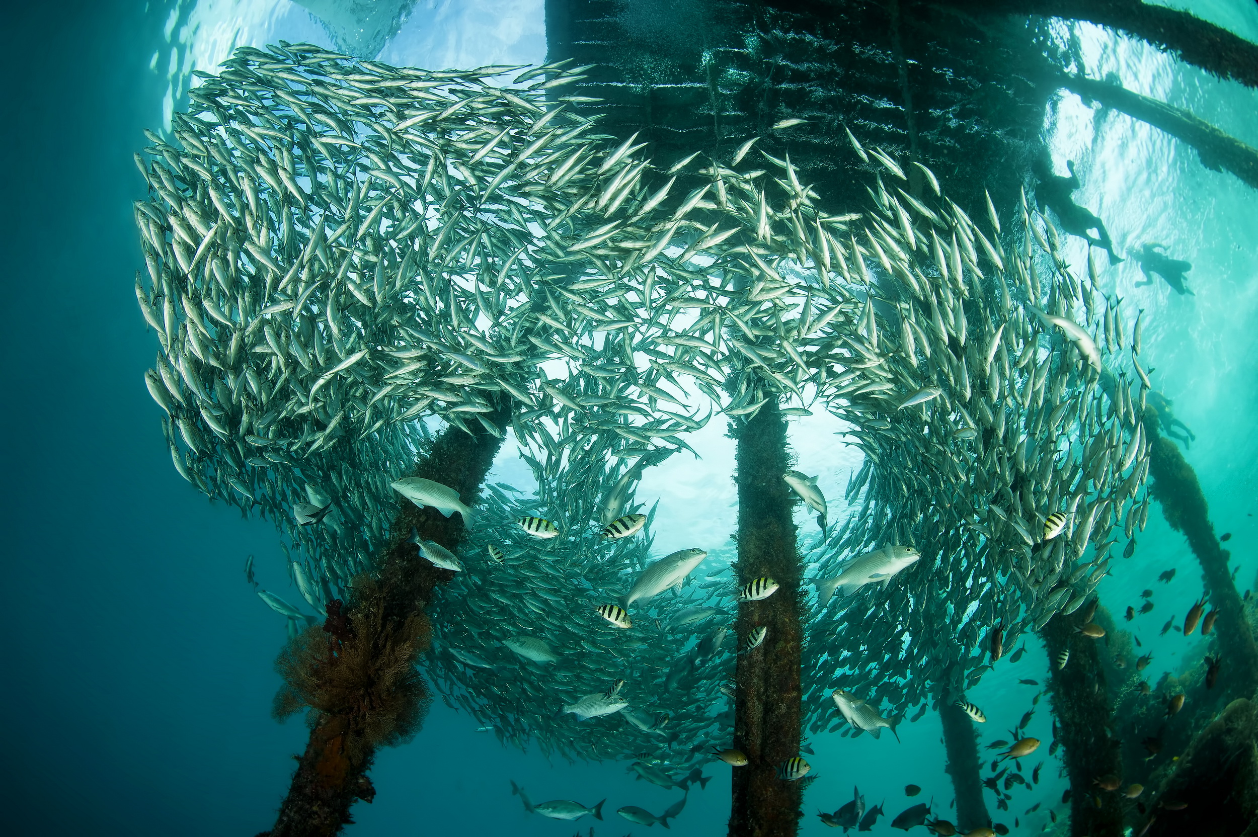 Arborek Jetty, Dampier Strait, Raja Ampat, Indonesia. Photo by Don Silcock