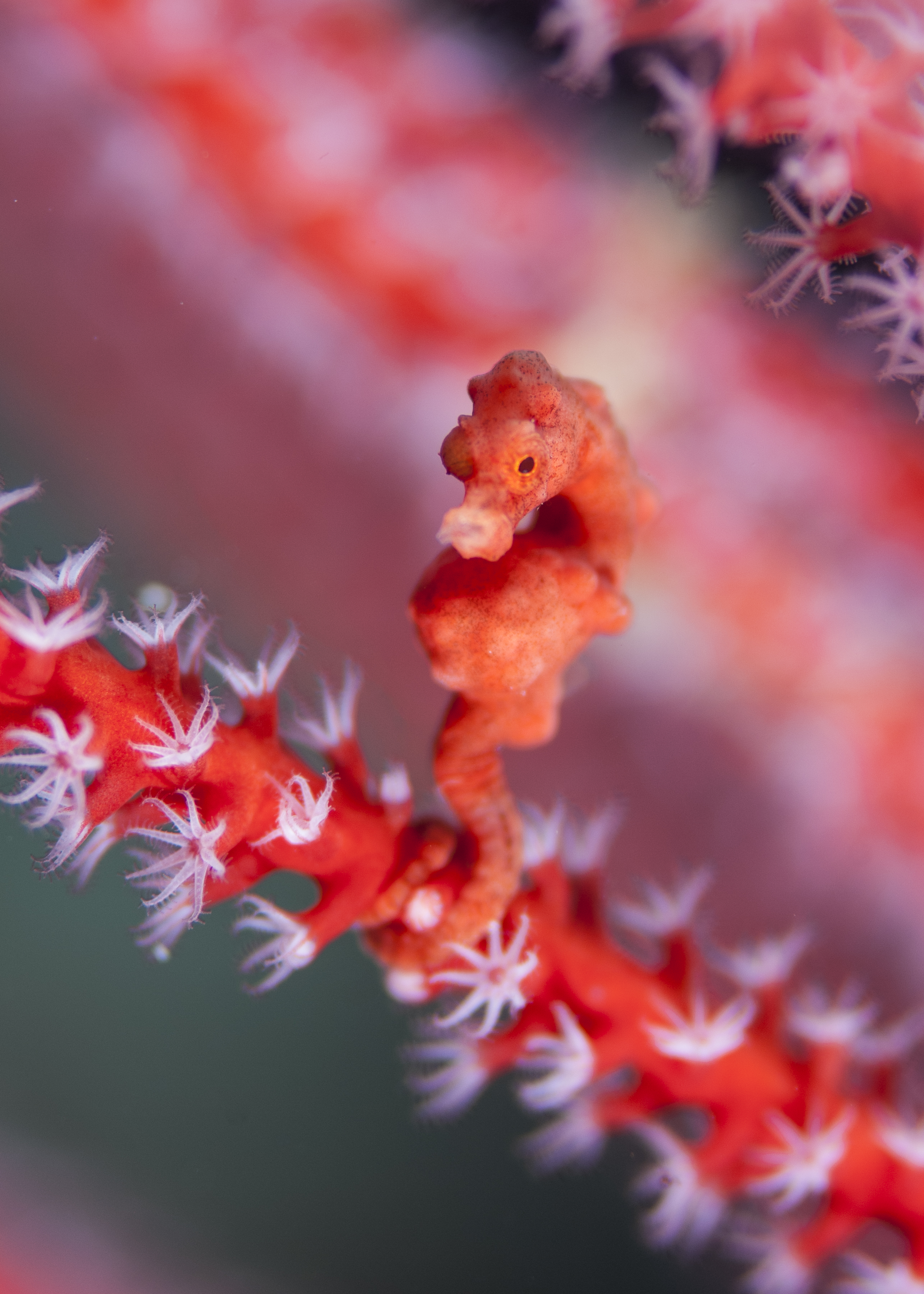 Displaying male blue flasher wrasse, measures just two and a half inches long, West Papua, Indonesia. Photo by Dr Richard Smith