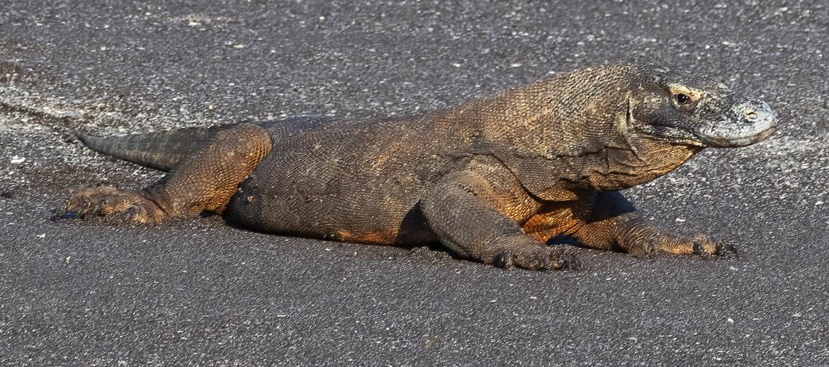 Komodo dragon, Rinca Island, Komodo