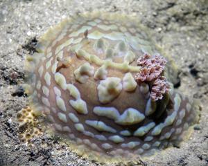 Lumpy asteronotus nudibranch, Asteronotus cespitosus, at House Reef on night dive