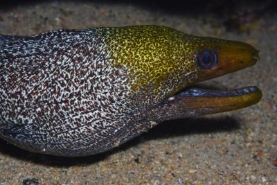 Undulated moray