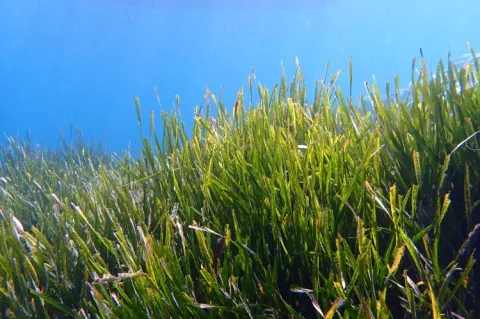 Posidonia oceanica, commonly known as Neptune grass or Mediterranean tapeweed, is a seagrass species that is endemic to the Mediterranean Sea. It forms large underwater meadows that are an important part of the ecosystem.