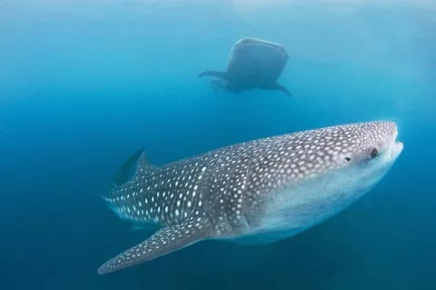 Macroalgae such as Sargassum weed are an important dietary component for whale sharks