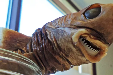 Cookiecutter shark preserved