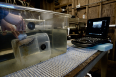 An abalone receiving an ultrasound at UC Davis Bodega Marine Laboratory