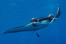 Manta ray