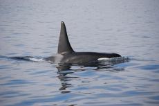 A diver in British Columbia has been handed down the largest ever fine for getting too close to orcas.