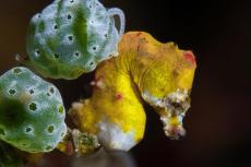 H. pontohi pygmy seahorse