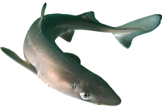 Spiny Dogfish