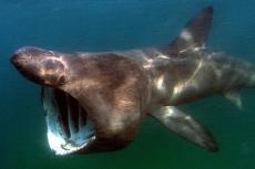 Basking Shark