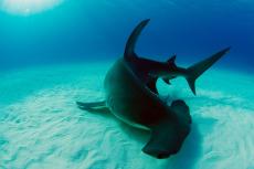 Hammerhead, Bahamas