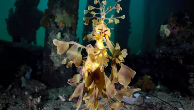 Leafy seadragon, Edithburgh Jetty, South Australia. Photo by Don Silcock.