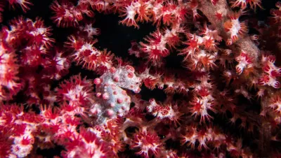 Pygmy seahorse, Triton Bay, West Papua, Indonesia. Photo by Claudia Weber-Gebert