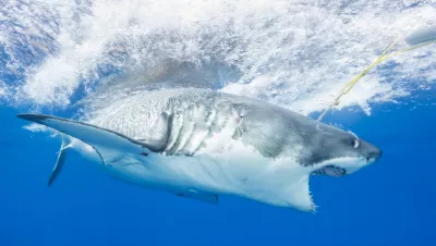 Great White Shark