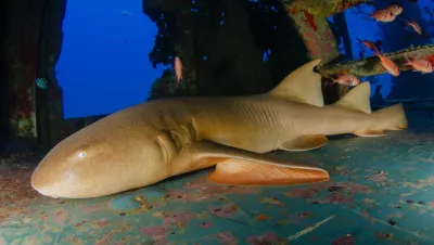 Nurse shark