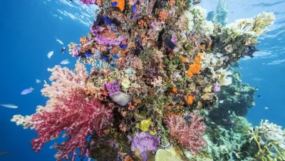 Brilliant soft corals, damselfish, fusiliers and cardinalfish on the king post of the Sankisan Maru, near the surface