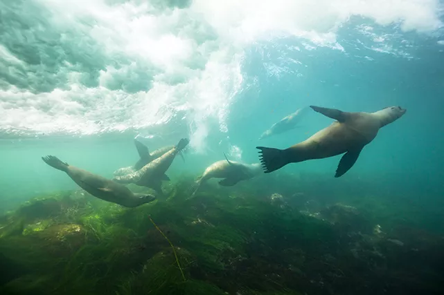 California sea lions play in the shallow sea grass of La Jolla Cove. Photo Brent Durand.