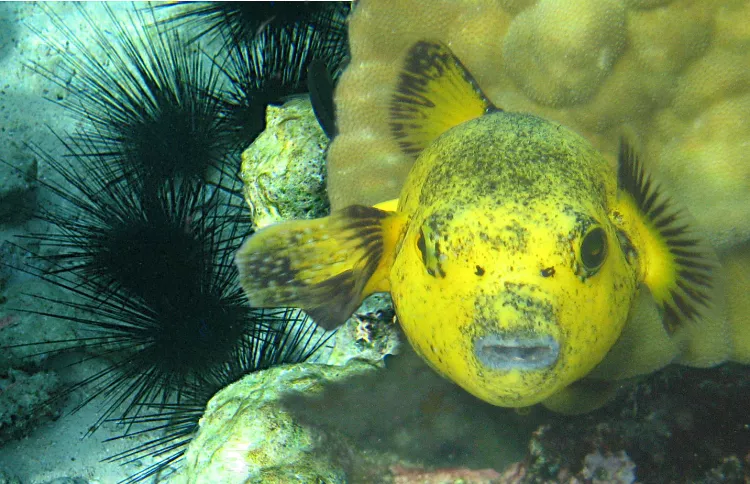 Pufferfish