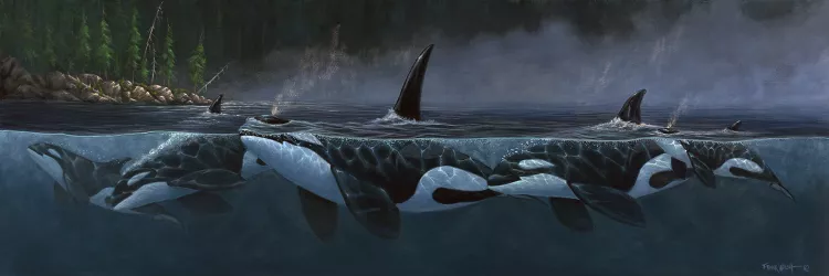 Morning-Dew-Orca