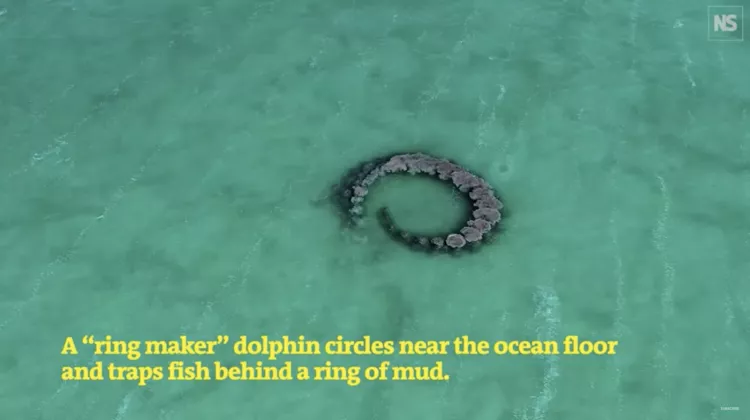 Screengrab from New Scientist's video showing the mud ring made by the dolphins in the Caribbean.