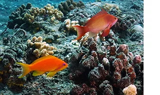 Female and male jewel fairy basslet at Tahiti