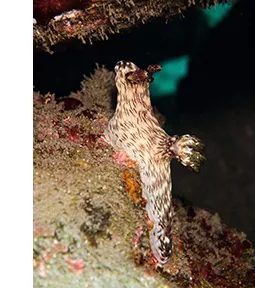 Jorunna rubescens nudibranch at Bouée Rouge