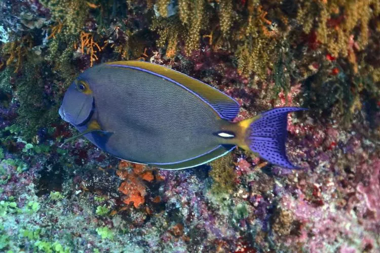 Eyestripe surgeonfish at Passe aux Bateau, Mayotte. Photo by Pierre Constant