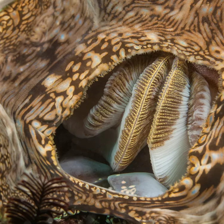 Clam gills