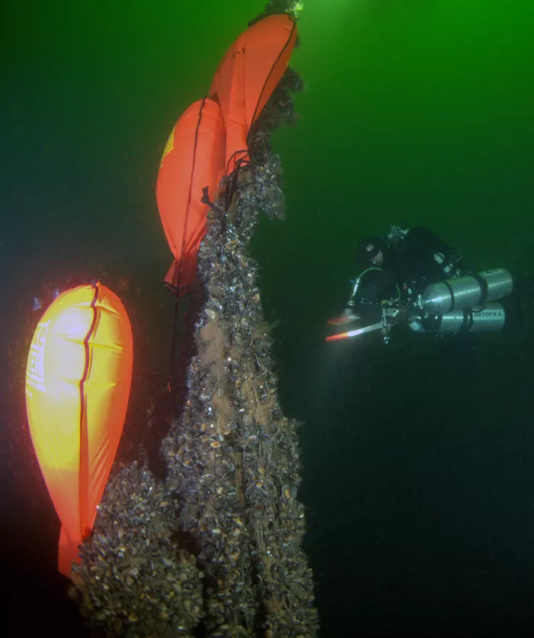 Liftiing ghost nets off the SS Elbing IX in Lithuania