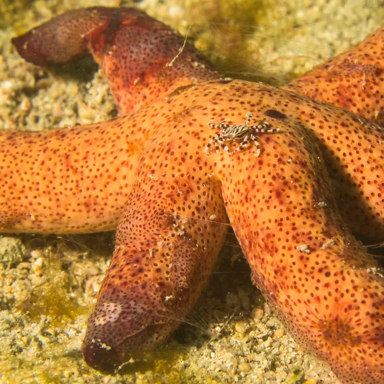 Zebra crab on sea star, photo by Anita George-Ares