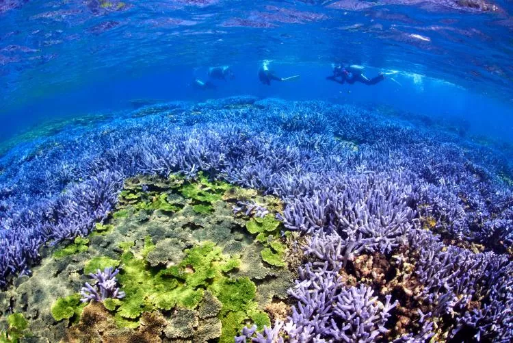 Divers at Lavender Fields, Pengu, Taiwan