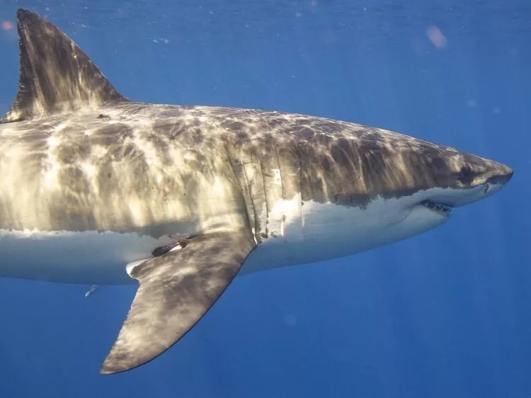 Great White Shark  Photo:  Elias Levy