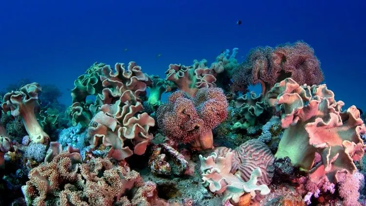 Corals