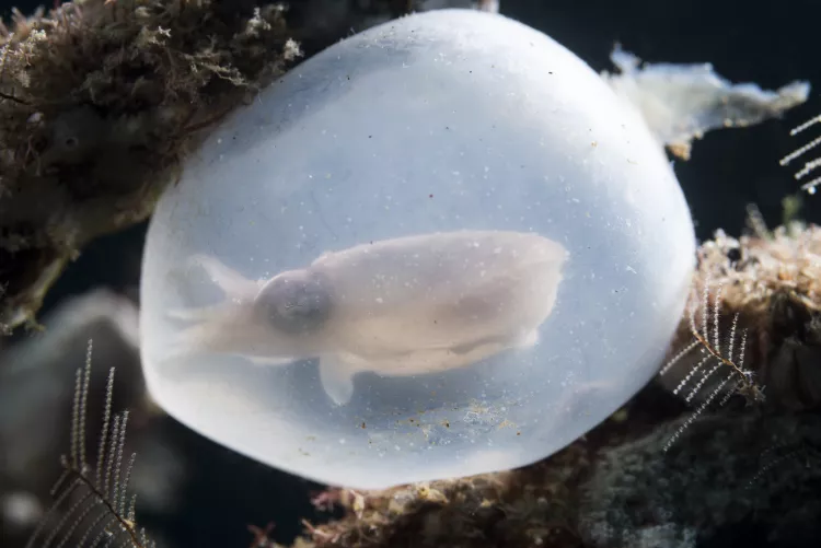 Cuttlefish in its egg casing, tucked into the roots of a fallen palm tree, Dumaguete, Philippines.