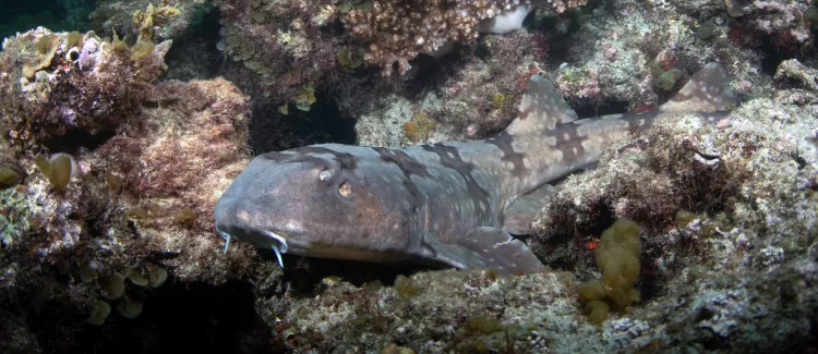 Whitespotted bamboo shark. Photo by Malcolm Nobbs.