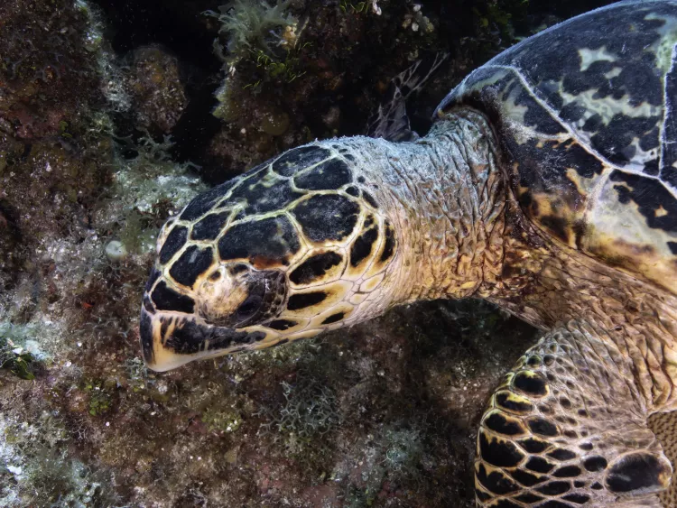 Hawksbill sea turtle photo by Sheryl Checkman