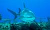 Lemon shark teeth